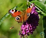 Peacock Butterfly 9R089D-18